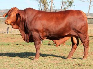 232. Comanche Daylight