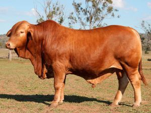 233. Comanche Domino