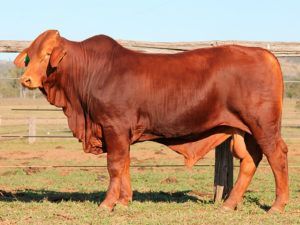 238. Comanche Diccon