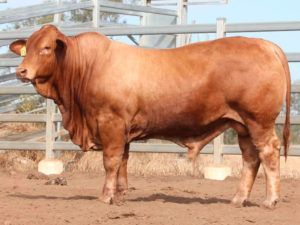33. COMANCHE GO-BONZA (H) D5