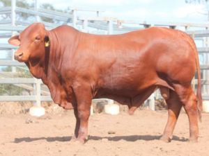 36. COMANCHE GO-JOE (H) D5