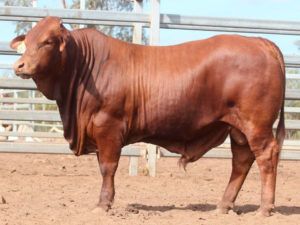 37. COMANCHE GO-GETTER (H) D5