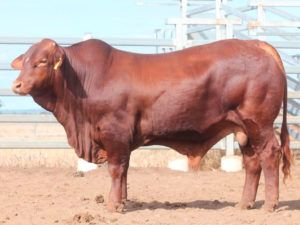 38. COMANCHE GO-GOOD (S) D4