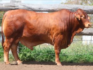 38. COMANCHE Hugh 144448 (H)