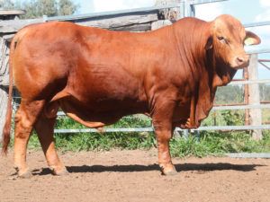 39. COMANCHE Hugo 144631 (P) D5