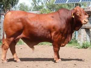 40. COMANCHE Hamish 144473 (P) D5