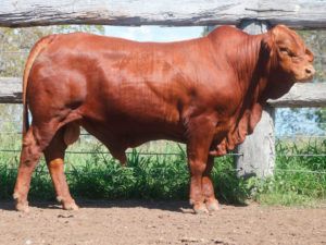 41. Comanche Hadas (Herd Bull 1031)