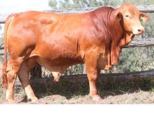 42. COMANCHE 154877 (P) D5