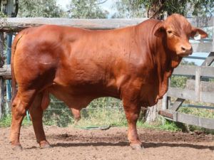 42. Comanche Hala (Herd Bull 1026)