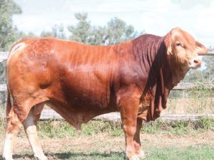 43. COMANCHE 154920 (P) D4