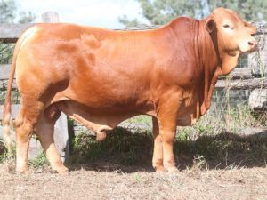 44. Herd Bull COMANCHE 151692 (P)