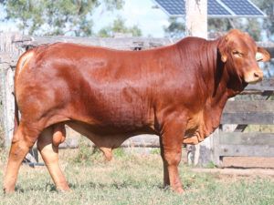 46. COMANCHE 154808 (P) D4