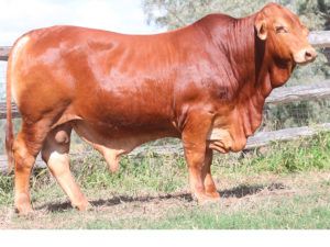 48. COMANCHE 154824 (P) D5