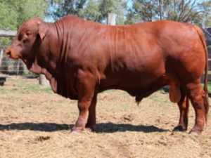 507. Comanche Flavien (P) D5