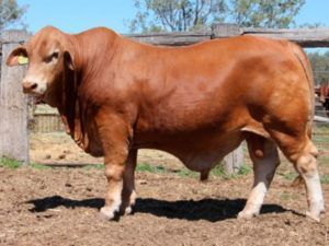 510. Comanche Free Enterprise (P) D5