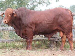 62. SC LEEROY 165004 (P) D4