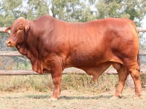 63. SC TRUMP 164998 (D) D3