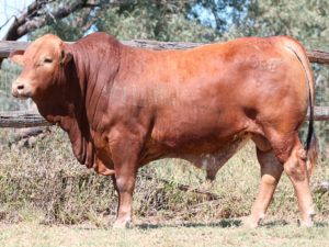 64. SC 165088 (P) D3