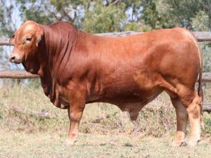 66. SC 165077 (P) D3