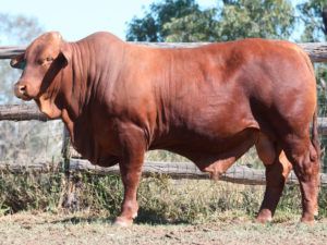 67. SC 165016 (H) D5