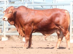 71. COMANCHE GO-BLOKE (H) D5