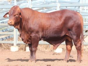 74. Herd Bull COMANCHE GO-NODDY (H)