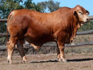 8. 1971 (HERD BULL)
