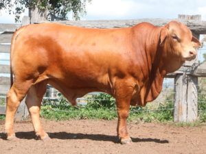 84. COMANCHE Hambo 4709 (IVF) (P) (AI) D5