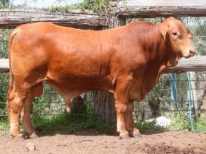 85. COMANCHE Hana 154739 (P) D4