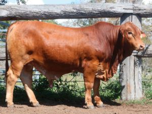 86. COMANCHE Hamo 154771 (P) D4