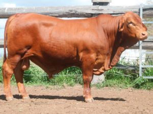 87. COMANCHE Hani 154711 (IVF) (P) (AI) D5