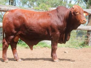 88. COMANCHE Hava 154714 (S) D5