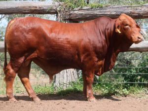 89. COMANCHE Headley 154724 (P) D5