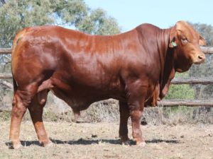 9. SC BULLBAR (P) D5 5223