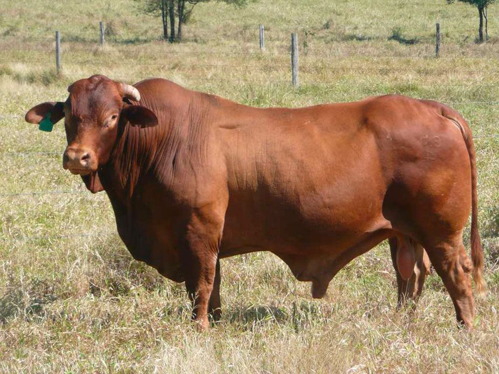 Sires 6 oakfield troy s d5