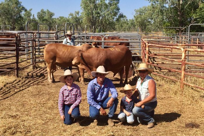 record breaking bull sale in fitzroy crossing nets nearly 1 million worth of bull