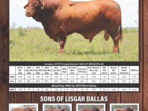 sc grazing lisgar dallas advertisement 768x1086
